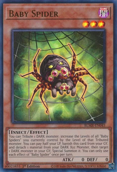 Baby Spider