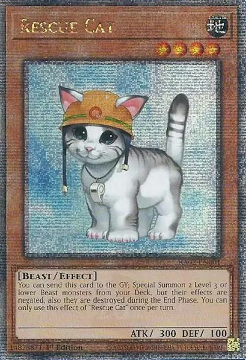 Rescue Cat