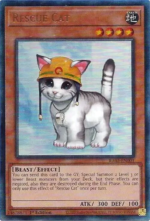 Rescue Cat
