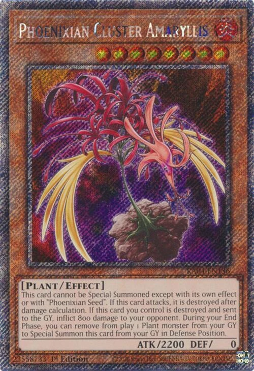 Phoenixian Cluster Amaryllis